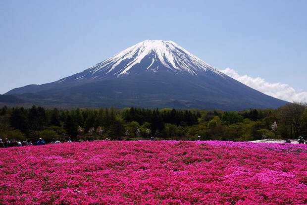 Холм Shibazakura цветение флоксов 14 (700x468, 187Kb)