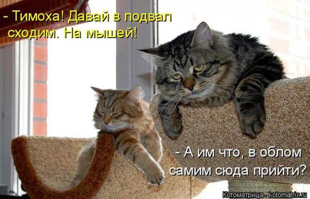 Лучшие котоматрицы недели (50 фото)