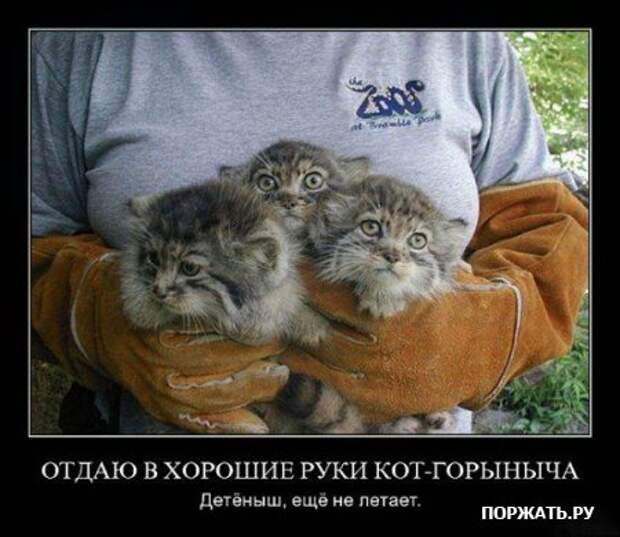Демотиваторы про котэ (30 фотэ)