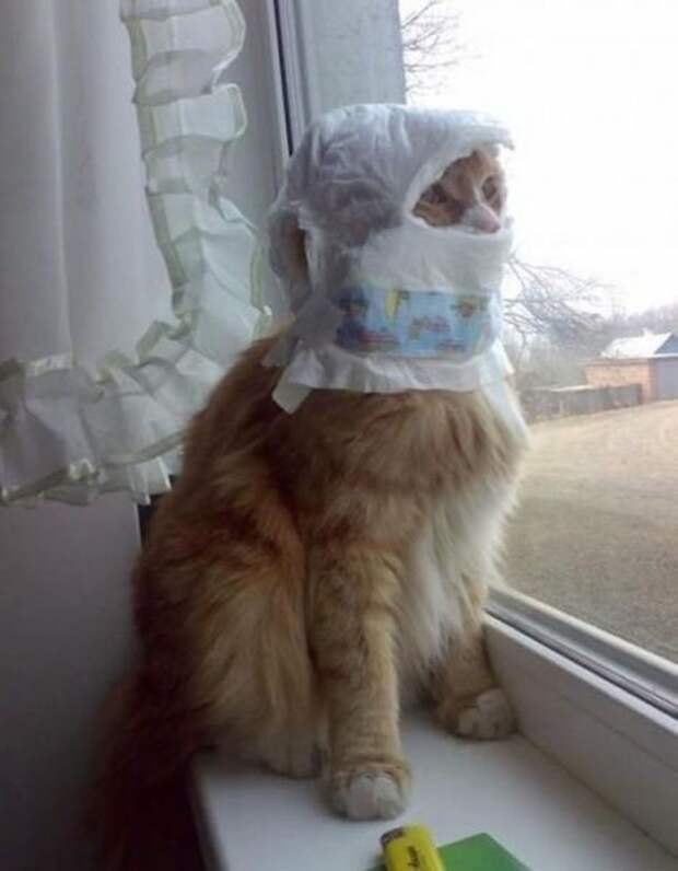 Хозяин, выпусти! коты, фото