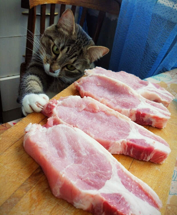 20 котиков, которые могли бы вести себя по-нормальному, но зачем, если их и так любят?