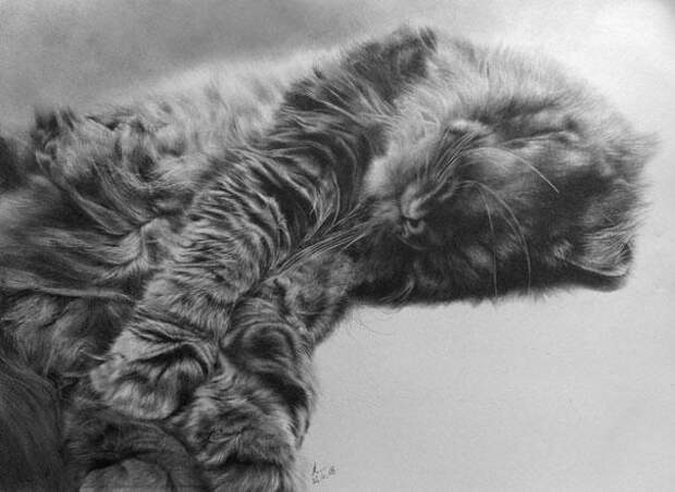 Реалистичные рисунки карандашом коты (15)