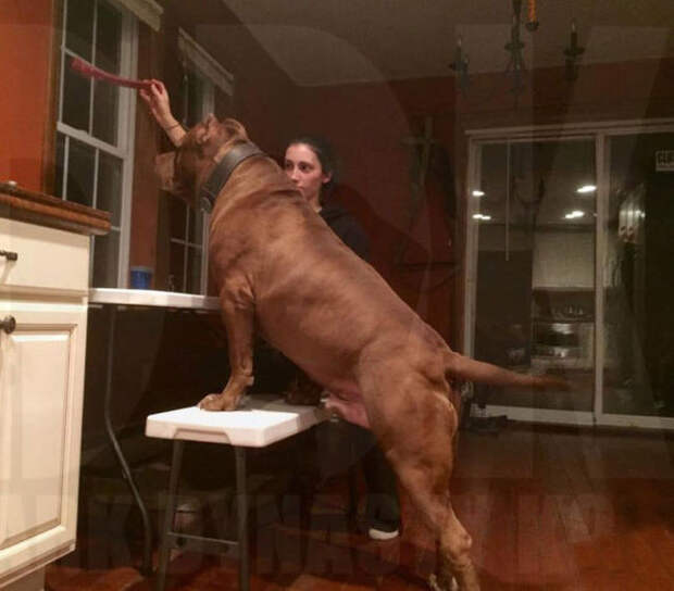 Самый крупный питбуль в мире Самый крупный питбуль в мире питбуль, халк