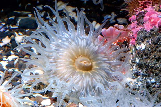 Красота подводного мира Камчатки дайвинг, животные, камчатка, подводный мир
