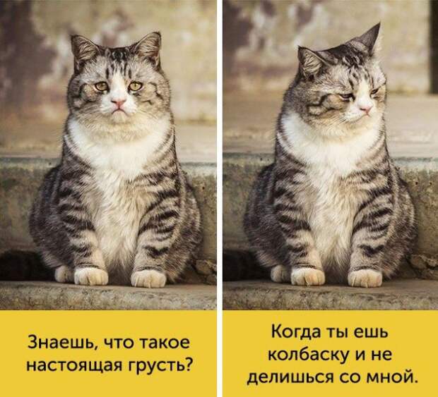 15 котов, мимике которых можно только позавидовать 15 котов, мимике которых можно только позавидовать животные, коты, факты