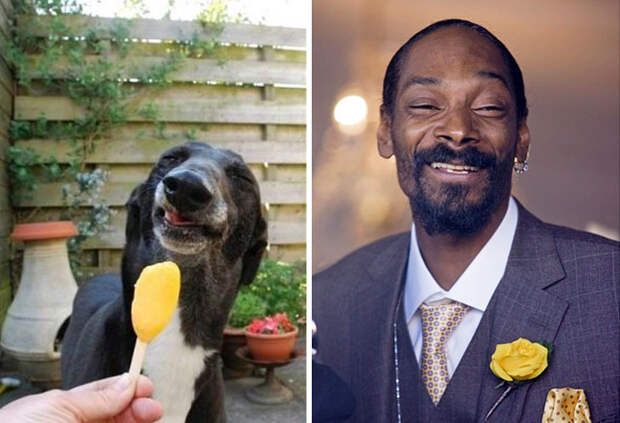 This Dog Looks Like Snoop Dog