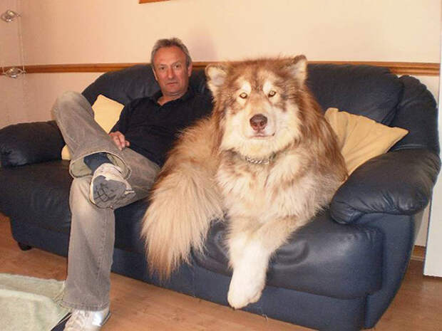 очень большая собака