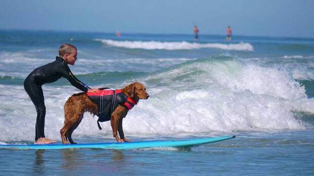 Пёс-серфингист, помогающий детям с ограниченными возможностями животные, серфинг, собака