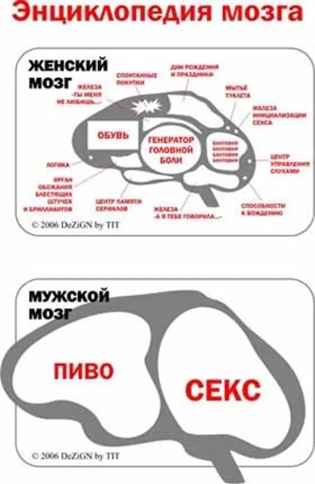 Картинка мозг женщины. Мозг мужчины и женщины. Мужской и женский мозг. Мозг мужчины. Мозг мужчины и мозг женщины.