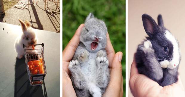 20 самых милых кроликов на свете животные, кролик, милота
