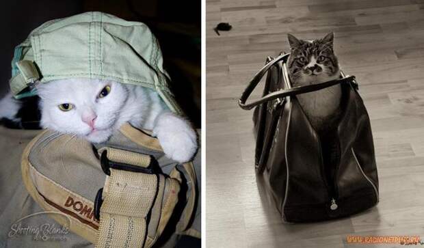 Коты в коробках, сумках, банках и прочих емкостях