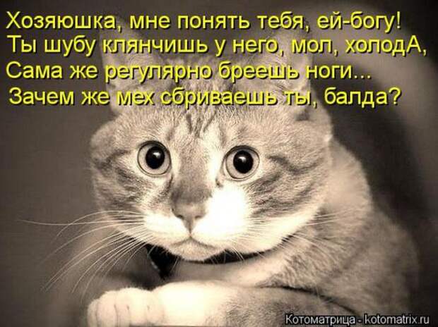 Котоматрицы(картинки с надписями)