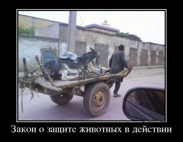 Демотиваторы 