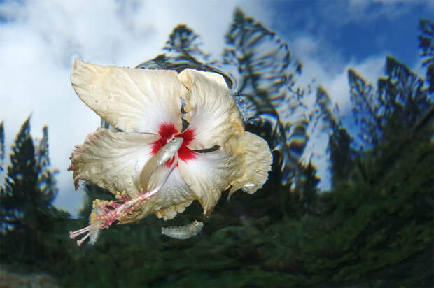 Цветочная сила. Автор: Джек Бертомье (Новая Каледония).