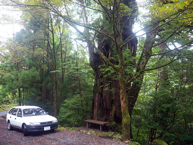 Япония, Якусима, остров, якушима, yakushima, лес, yakusugi land, кедр, мох, поход, зеленый, дерево, kigensugi
