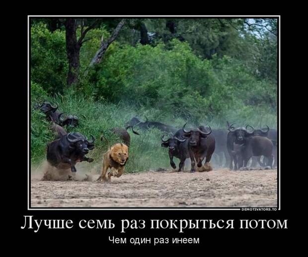 Демотиваторы (51 фото) 