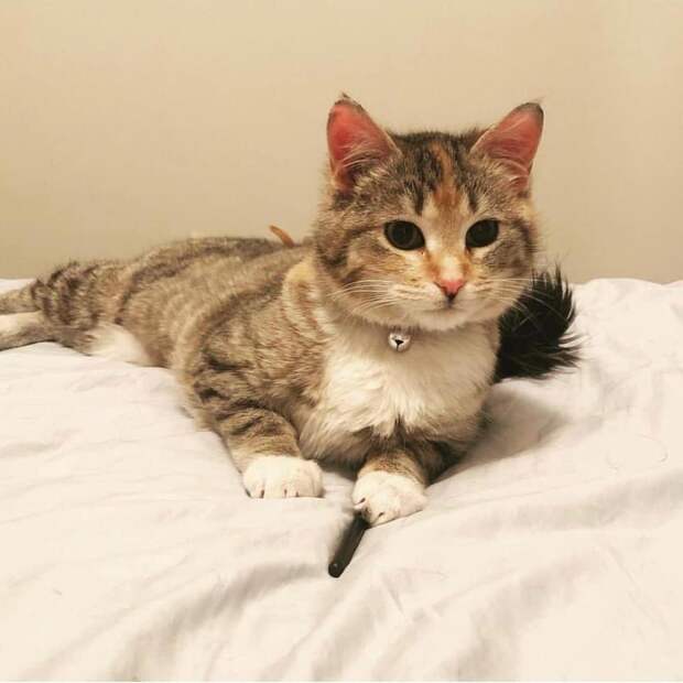 пожарные помогли кошке кошка отдыхает
