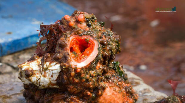 Pyura chilensis — «кровоточащий камень» с морского дна