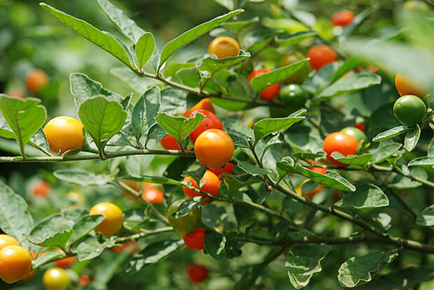 Паслён ложноперечный (Jerusalem Cherry)