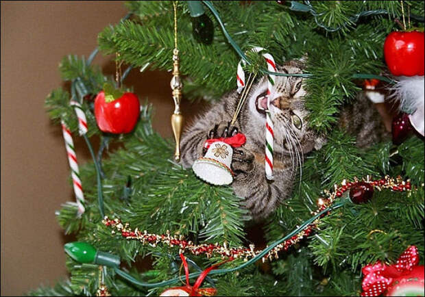 Коты наряжают елку