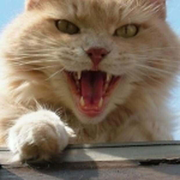 http://www.funnycatpix.ru/images/2009-06-27/46s.jpg