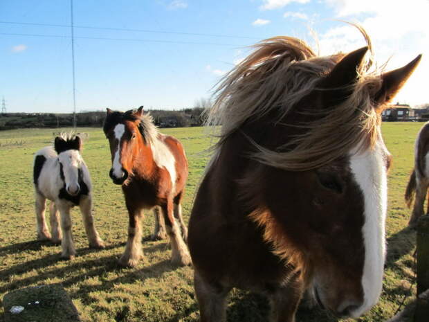 Забавные Животные