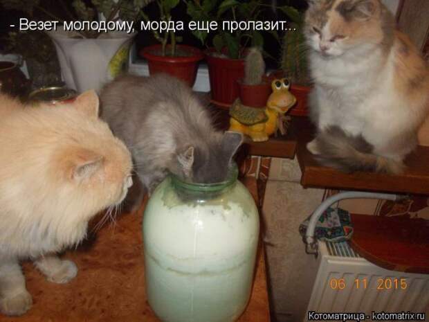 Лучшие котоматрицы недели (50 фото)