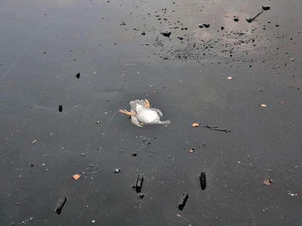 Мужик спас утку, вытащив её из-под льда  поступок, спасение, уважение, утка