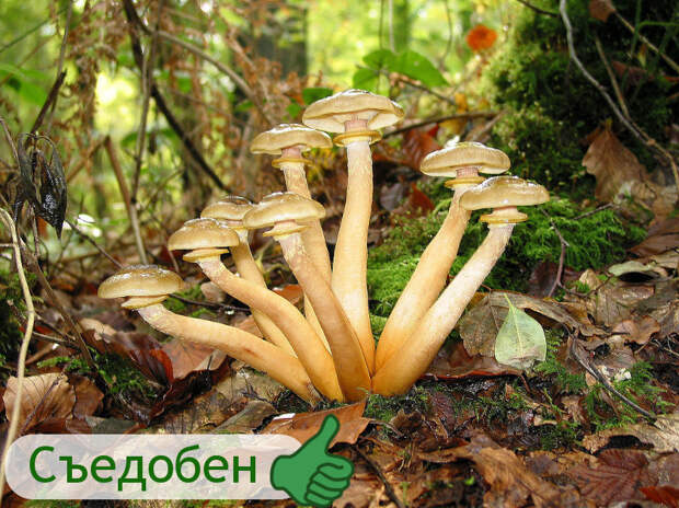Опята осенние гриб, грибы