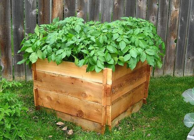Выращивание картошки в коробе