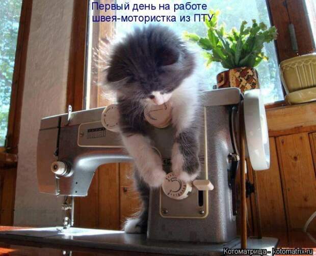 Лучшие котоматрицы недели
