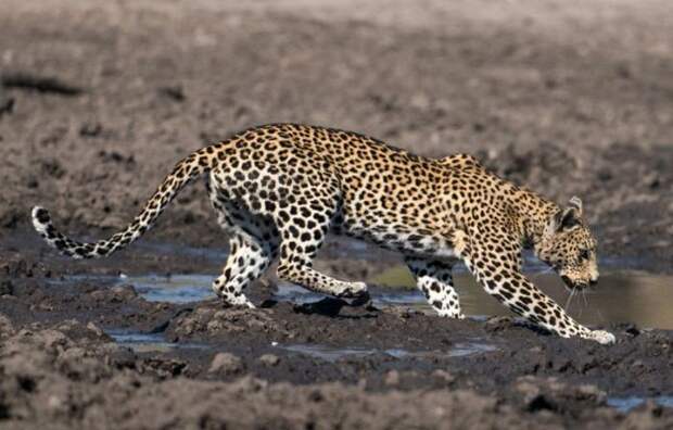 Леопард «порыбачил» в грязи животные, леопард