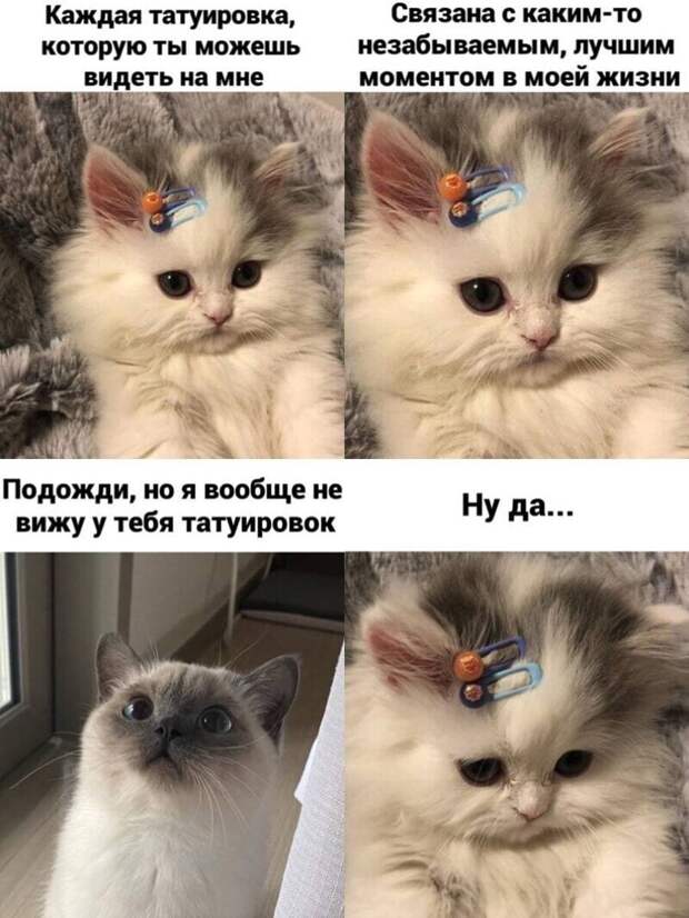 Самые удачные котомемы Рунета Самые удачные котомемы Рунета