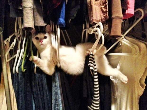 lolcats03 100 лучших фотографий кошек всех времен и народов
