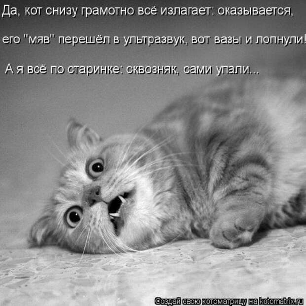 Лучшая котоматрица недели (35 фото)