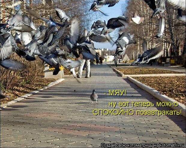 фотографий животных с подписями (50 фото)