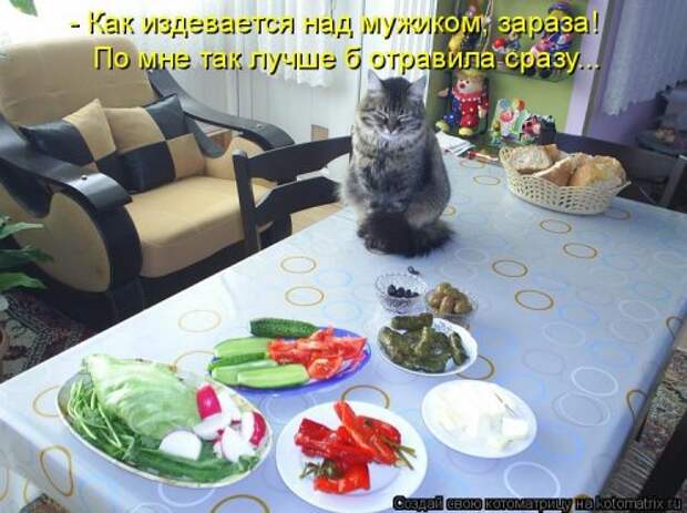 Новая котоматрица на Бугаге (28 фото)