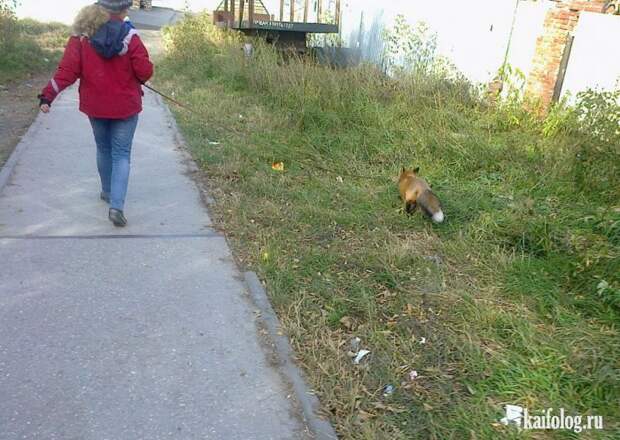 Необычные домашние животные (55 фото) Необычные домашние животные (55 фото)