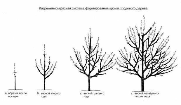 Схема формирования кроны яблони