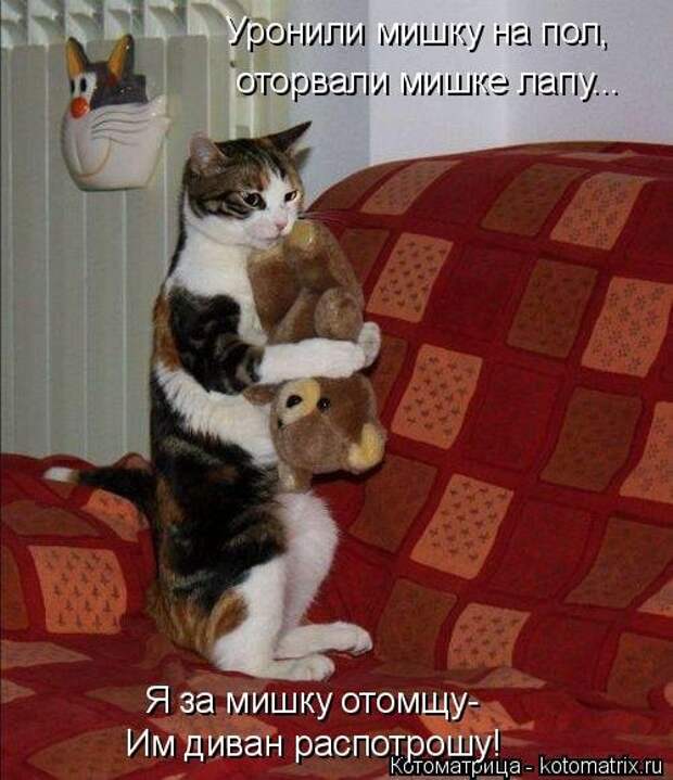 Новая котоматрица на Бугаге (39 фото)