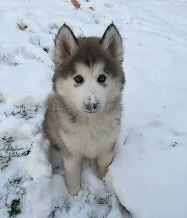 животные-и-первый снег щенка husky__700