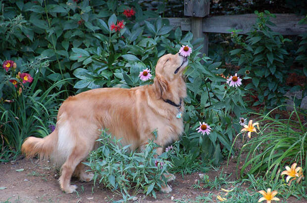 Molly Pauses For A Moment To Smell A Flower