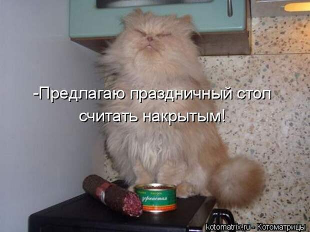 Лучшие котоматрицы недели  
