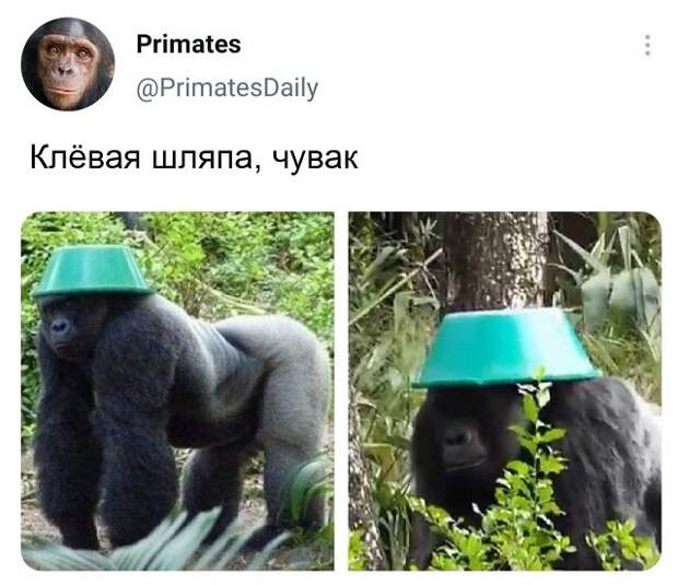 твит про шляпу