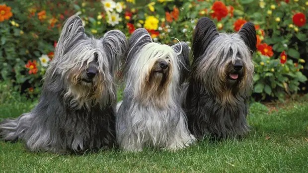 Не только колли: шотландские породы собак
