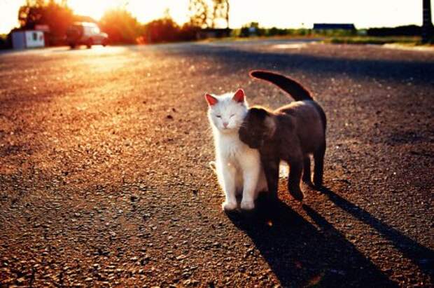 Коты и кошки, много позитива.