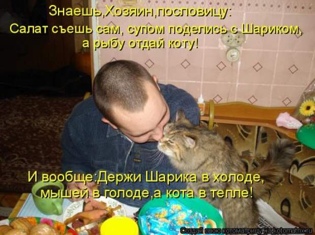 Новая котоматрица на Бугаге (39 фото)