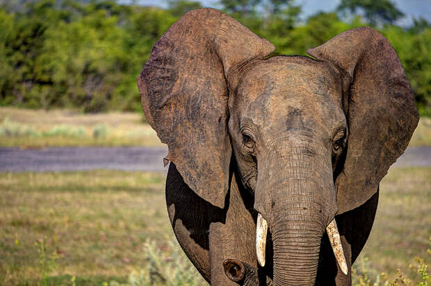 Африканские слоны имеют лучшее обоняние во всём животном царстве. (Aristocrats-hat)