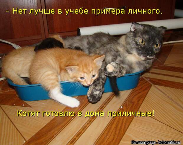 Котоматрица: - Нет лучше в учебе примера личного. Котят готовлю в дома приличные!