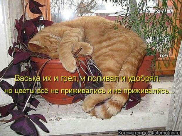Новая котоматрица для всех (33 фото)